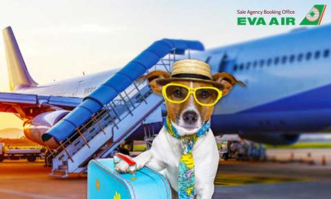 Hướng dẫn Đặt Vé Thú Cưng EVA Air: Thủ Tục Nhanh, Bay An Toàn